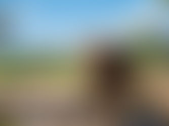 Ethical elephant sanctuaries in Thailand may not meet welfare standards