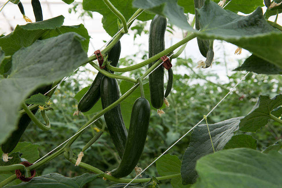 Cucumbers2