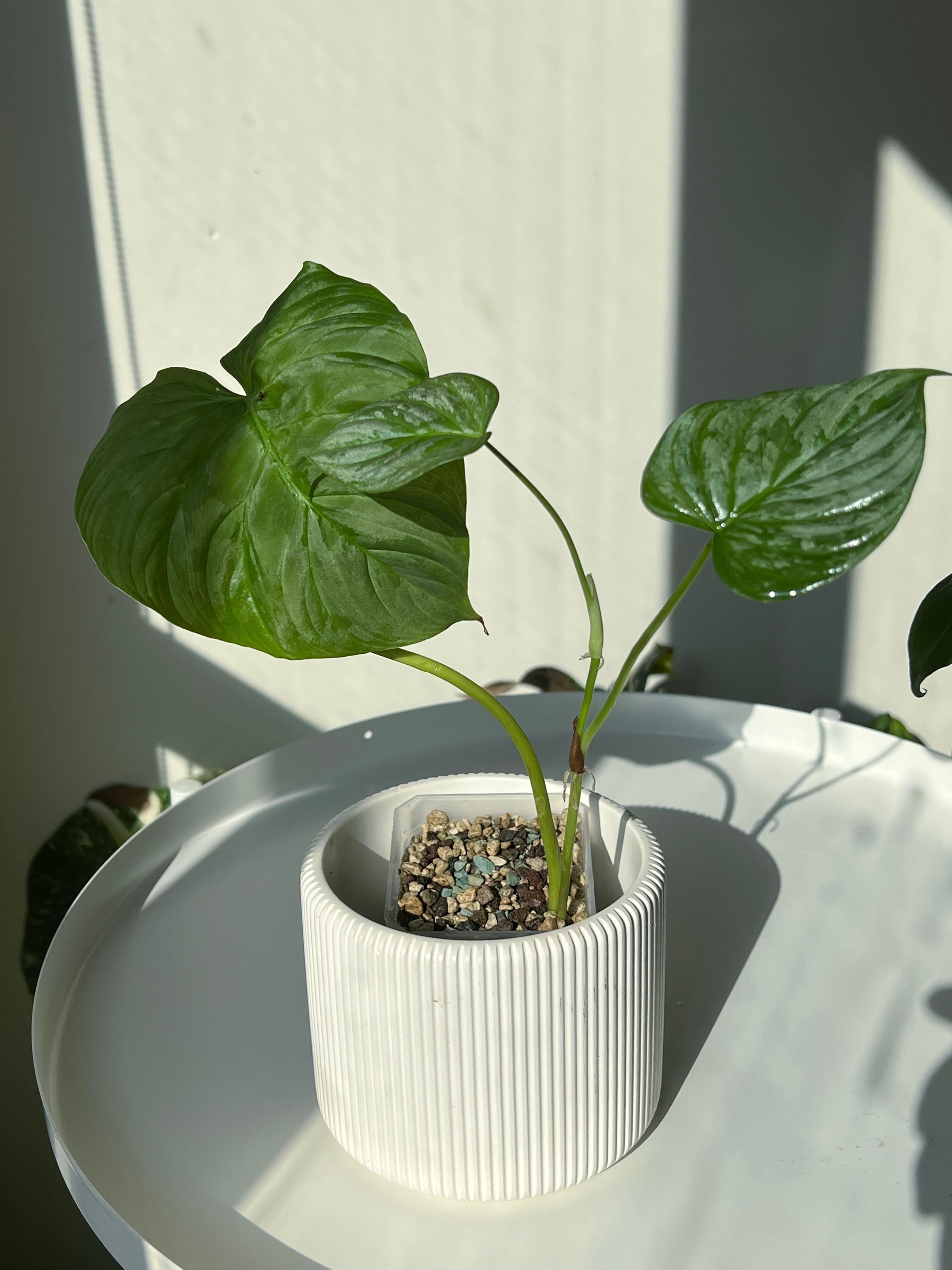 Philodendron majestic