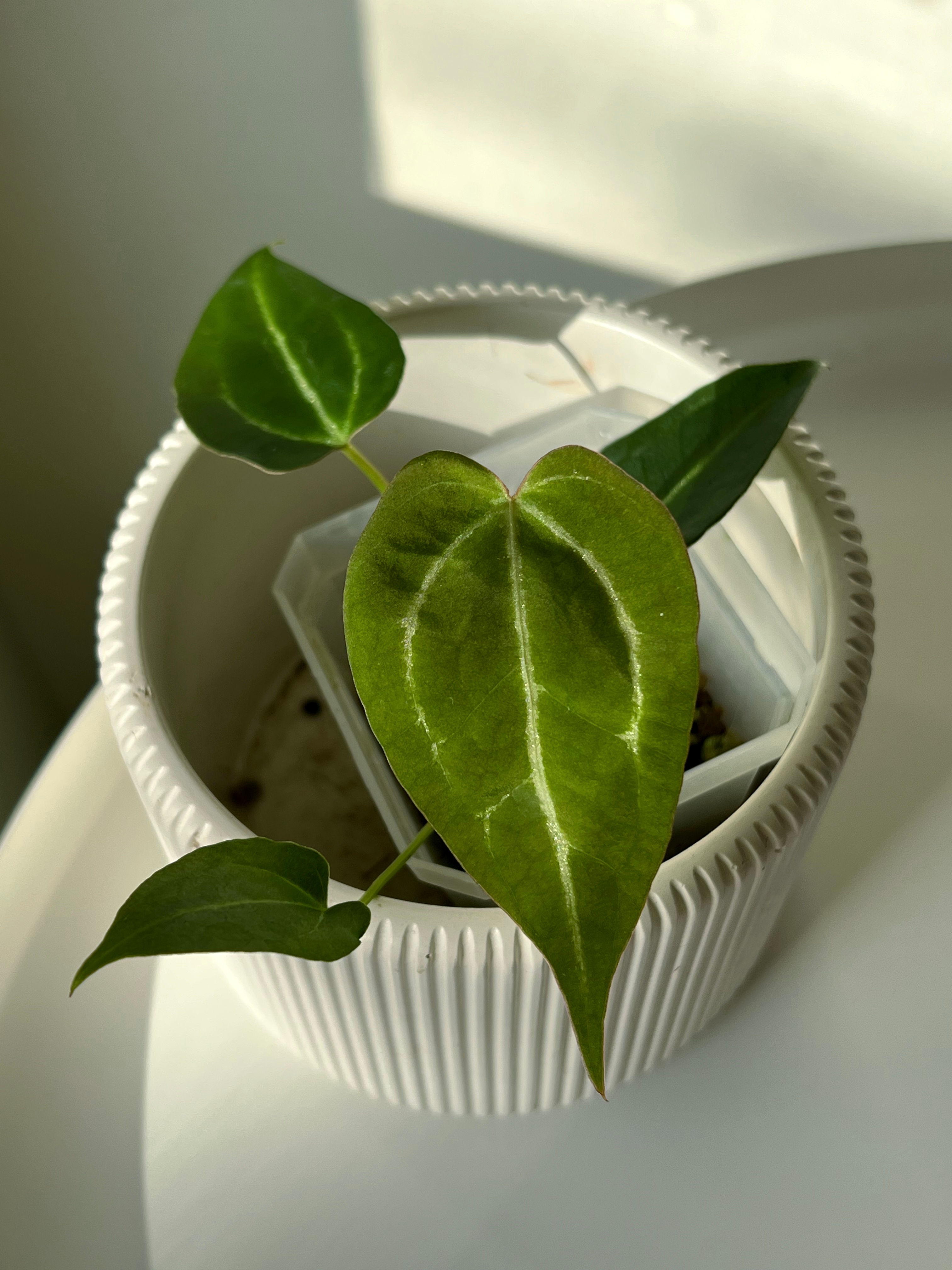 Anthurium hybrid (S)