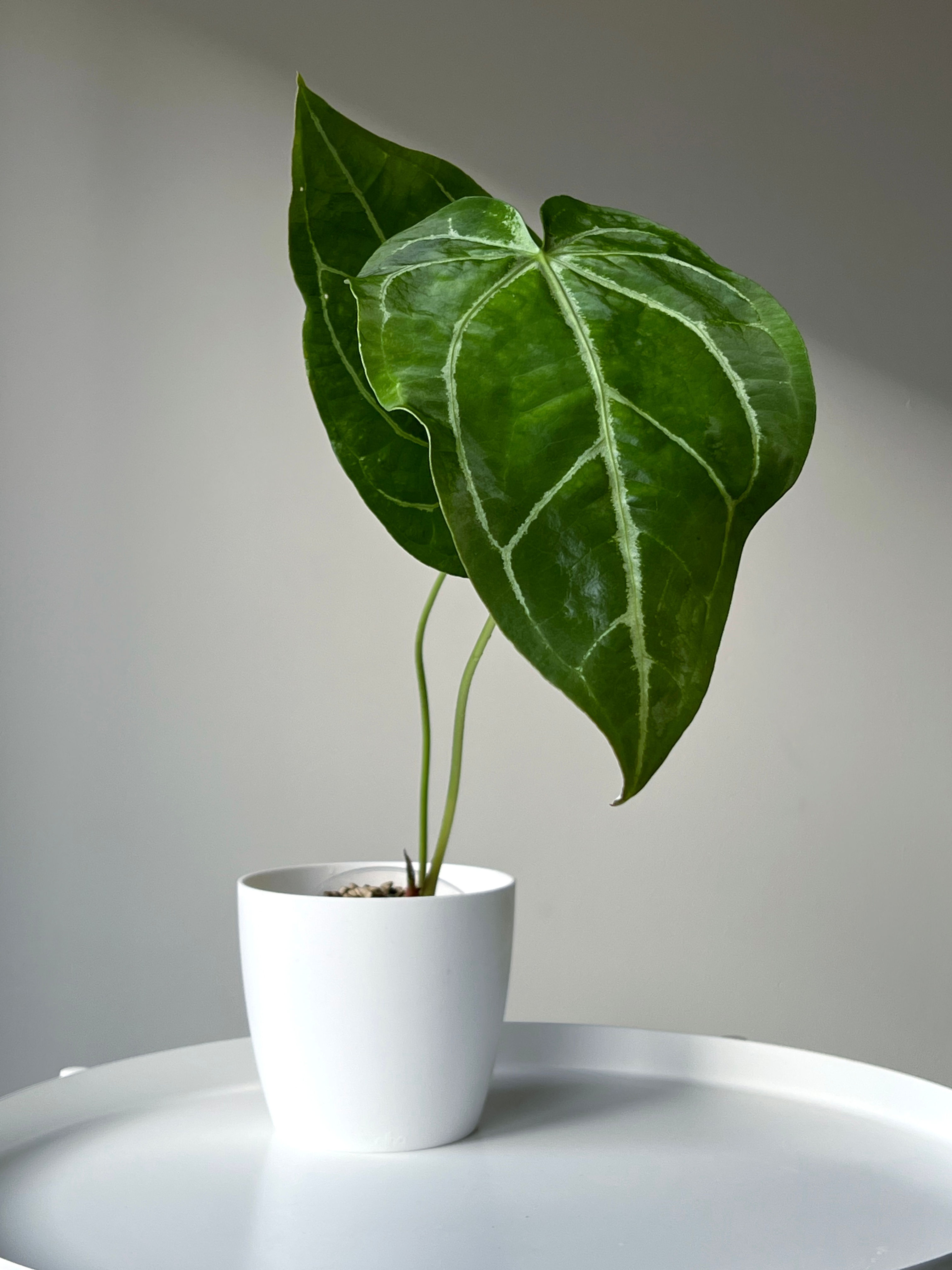 Anthurium hybrid (L)
