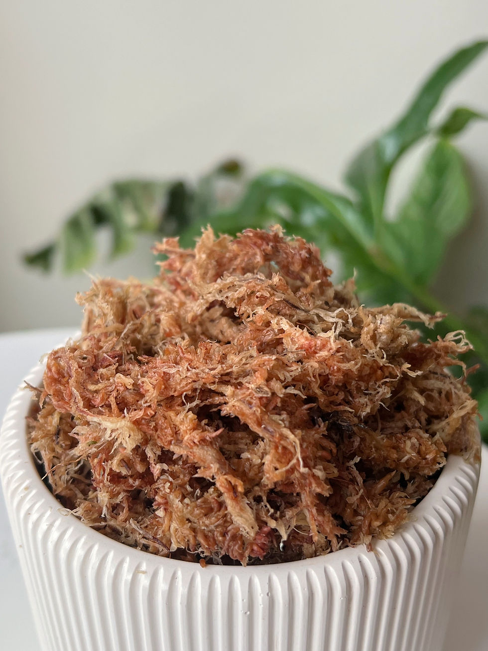 Miniatiūra: Kiminai (sphagnum moss)