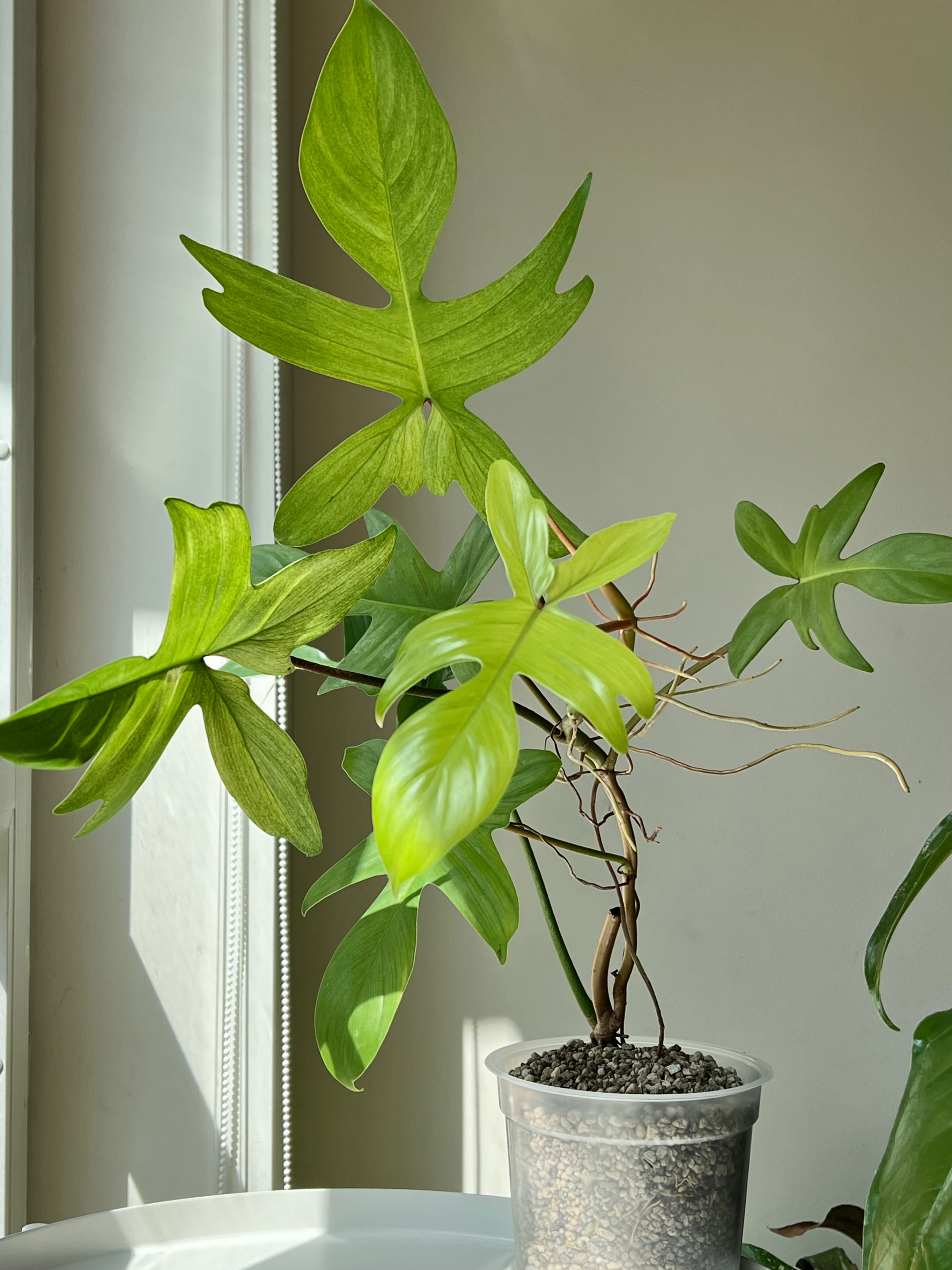 Philodendron Florida Ghost XL