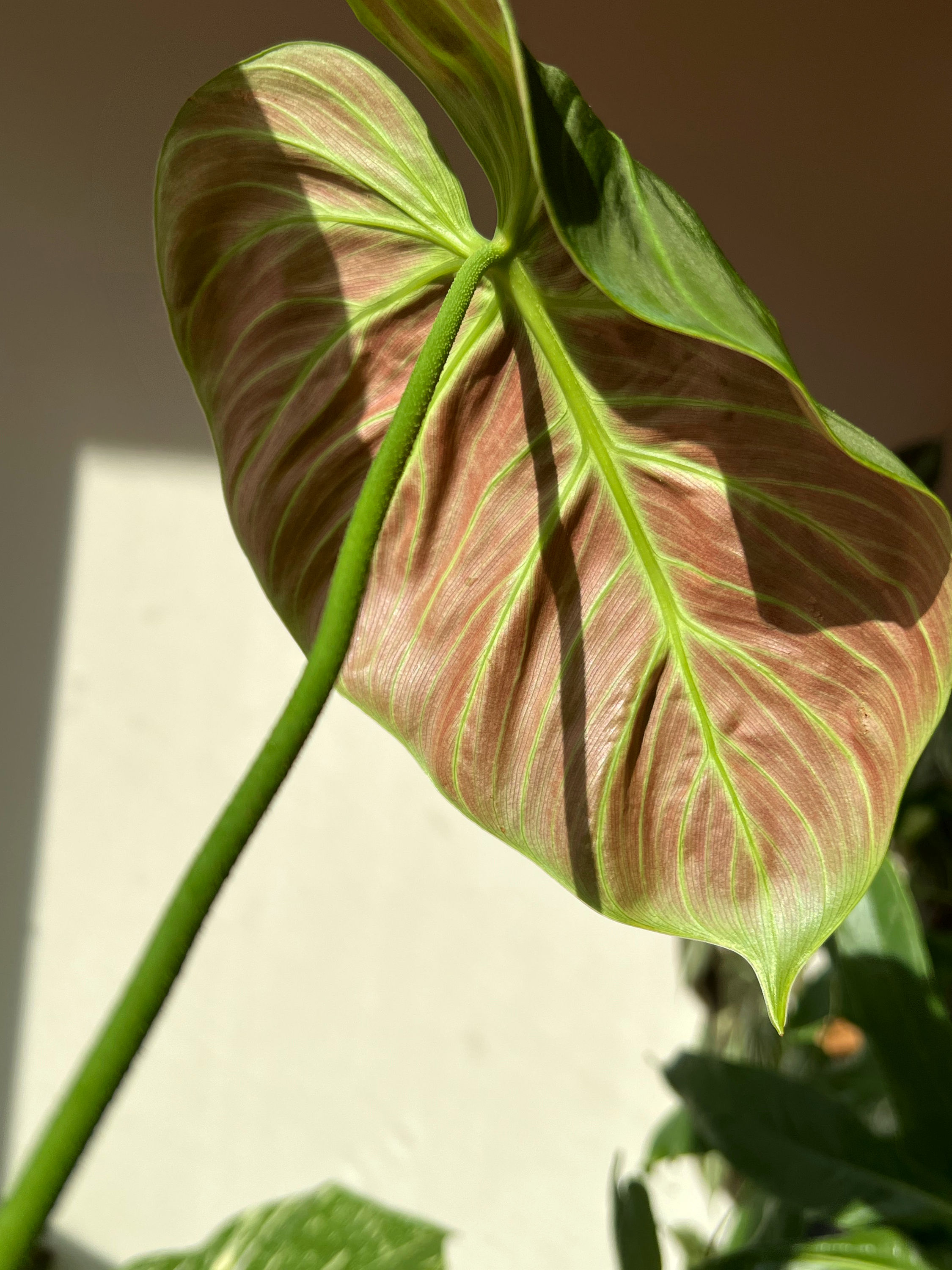 Philodendron rubrijuvenile (L)