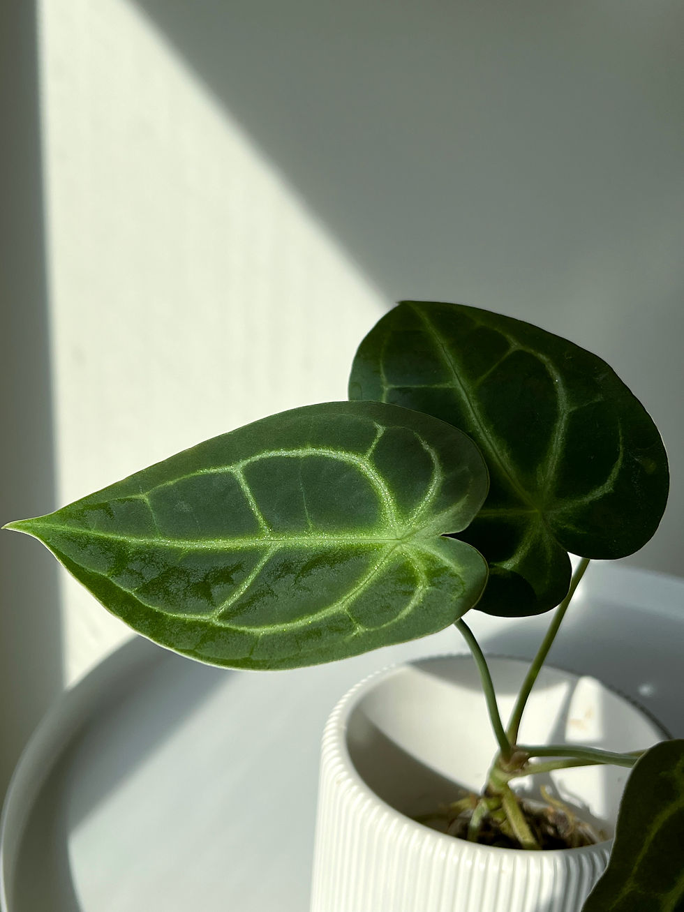 Miniatiūra: Anthurium besseae aff x forgetii (M)