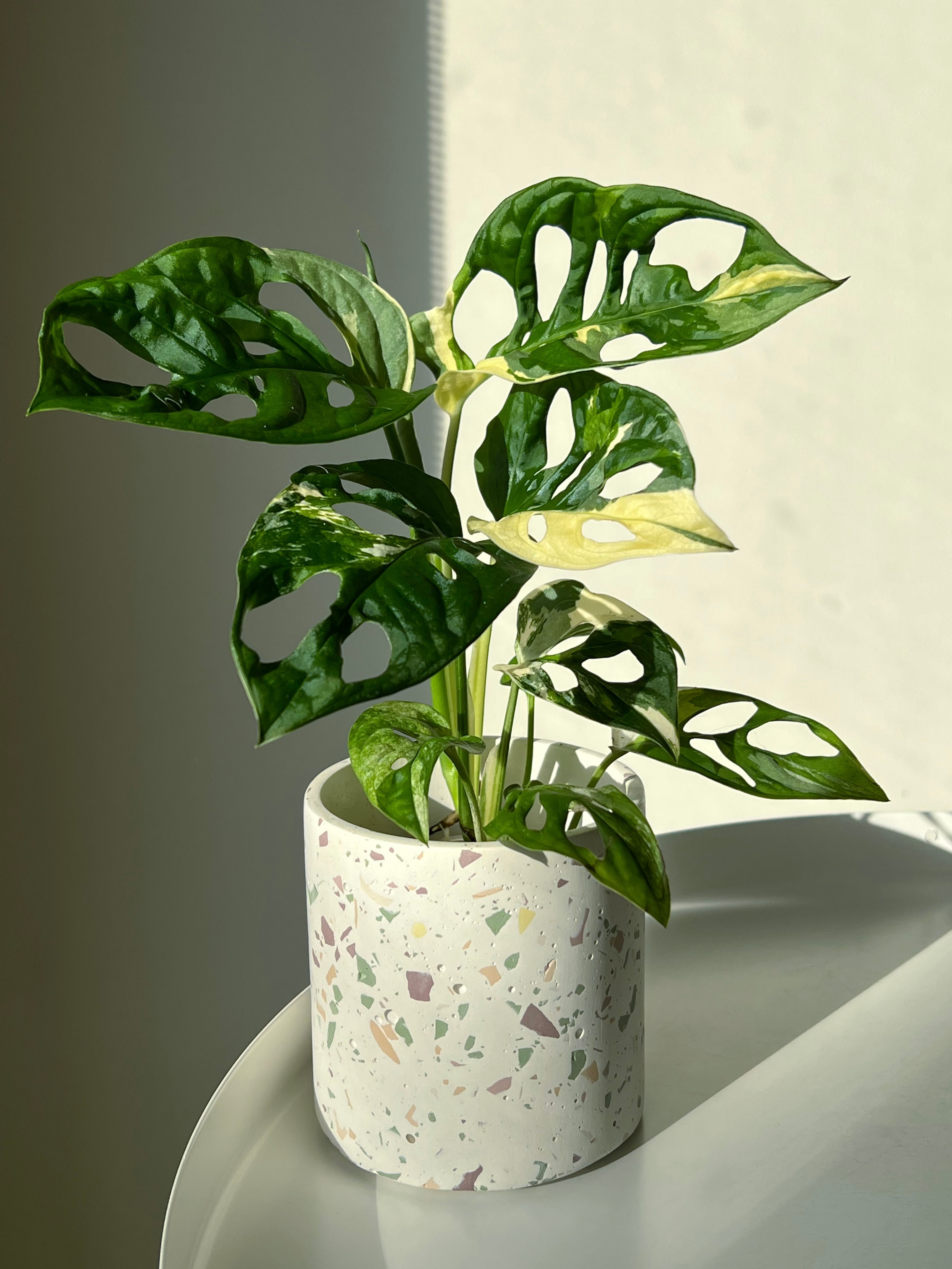 Monstera adansonii Japanese tricolor (L)