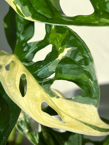 Monstera adansonii Japanese tricolor (L) | Leaf place