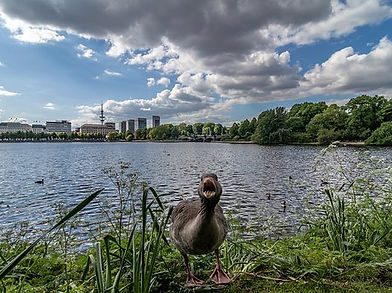 alster - aussenalster - natur 1.jpg