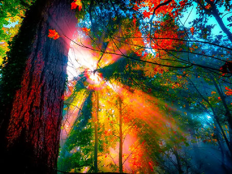 Dr Diana Brevan’s Ponderings 12-31-17
Jesus is Lord Fellowship WWI
Where we make a difference in Peo