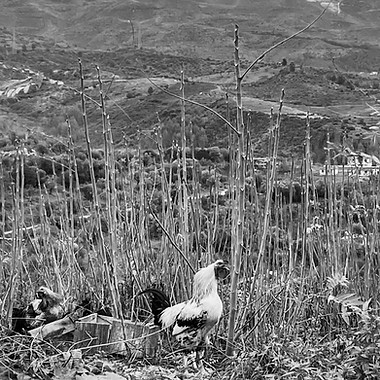 fotogalo2_edited.jpg
