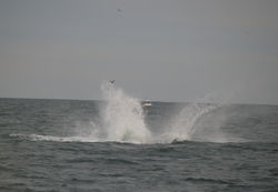 Humpback whale splash