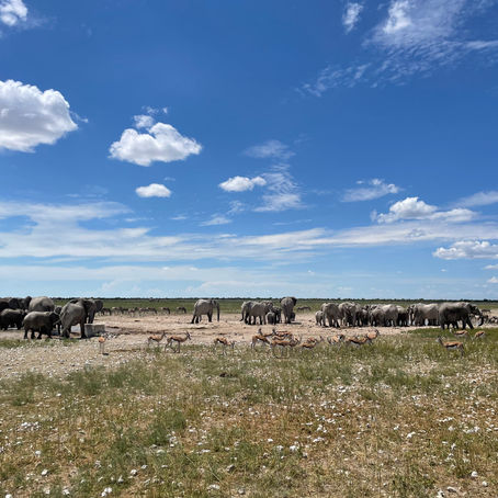 Etosha National Park, Namibia