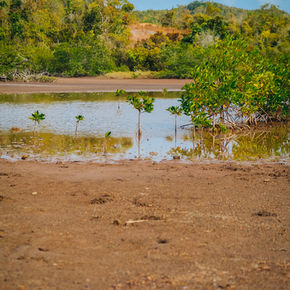 Balade dans la mangrove