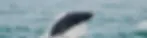 nsplsh_5065732d4b743435787677~mv2_d_4608_3072_s_4_2.webp