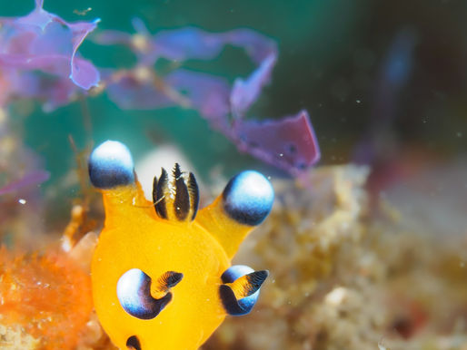 フォトダイバーにも人気のウミウシとは!?