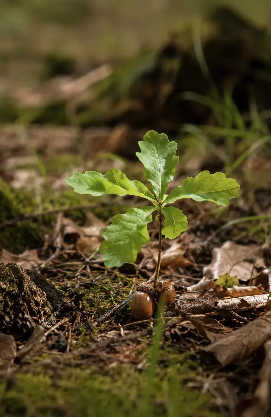 Oak seed.webp