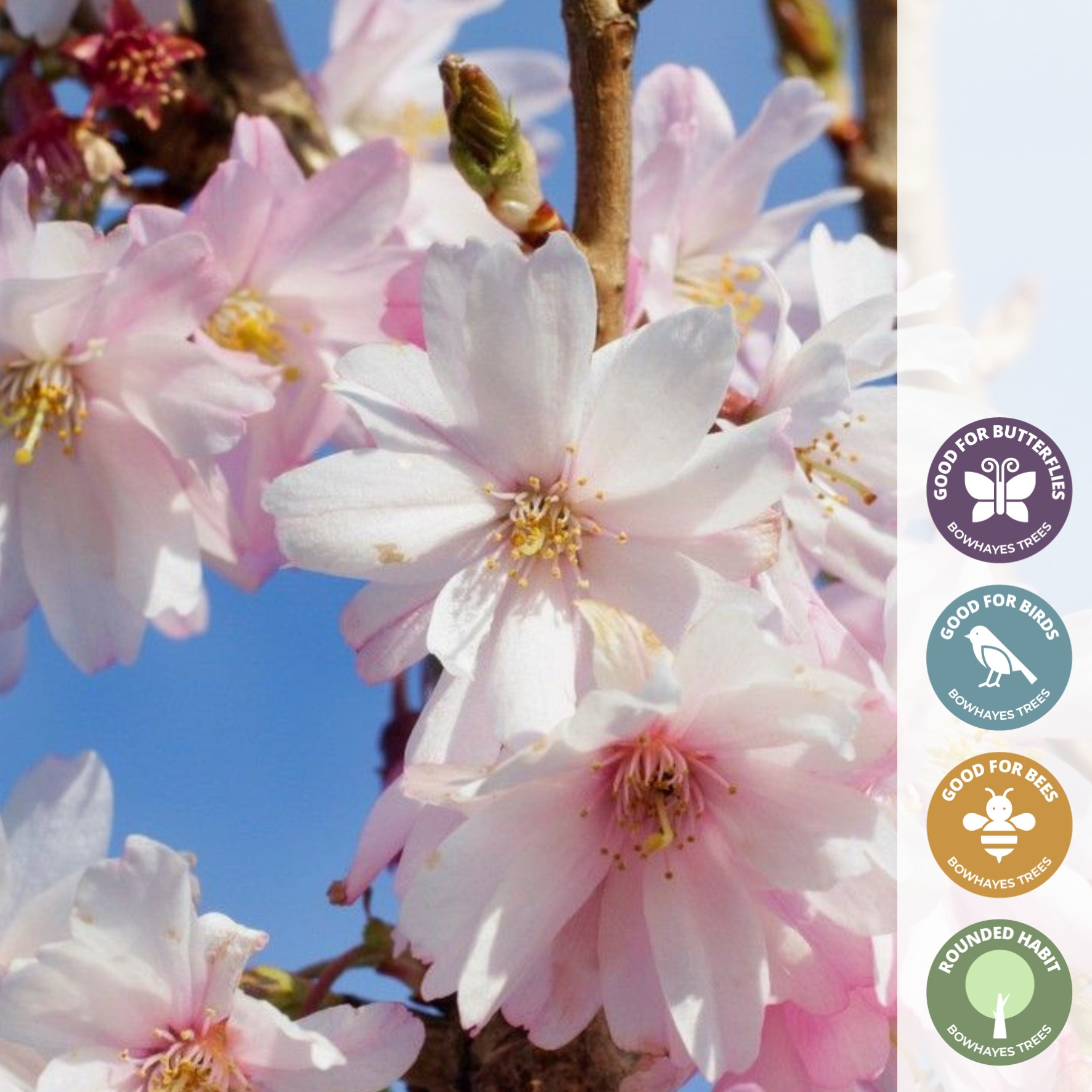 prunusxsubautumnalisroseawinterfloweringcherrytree