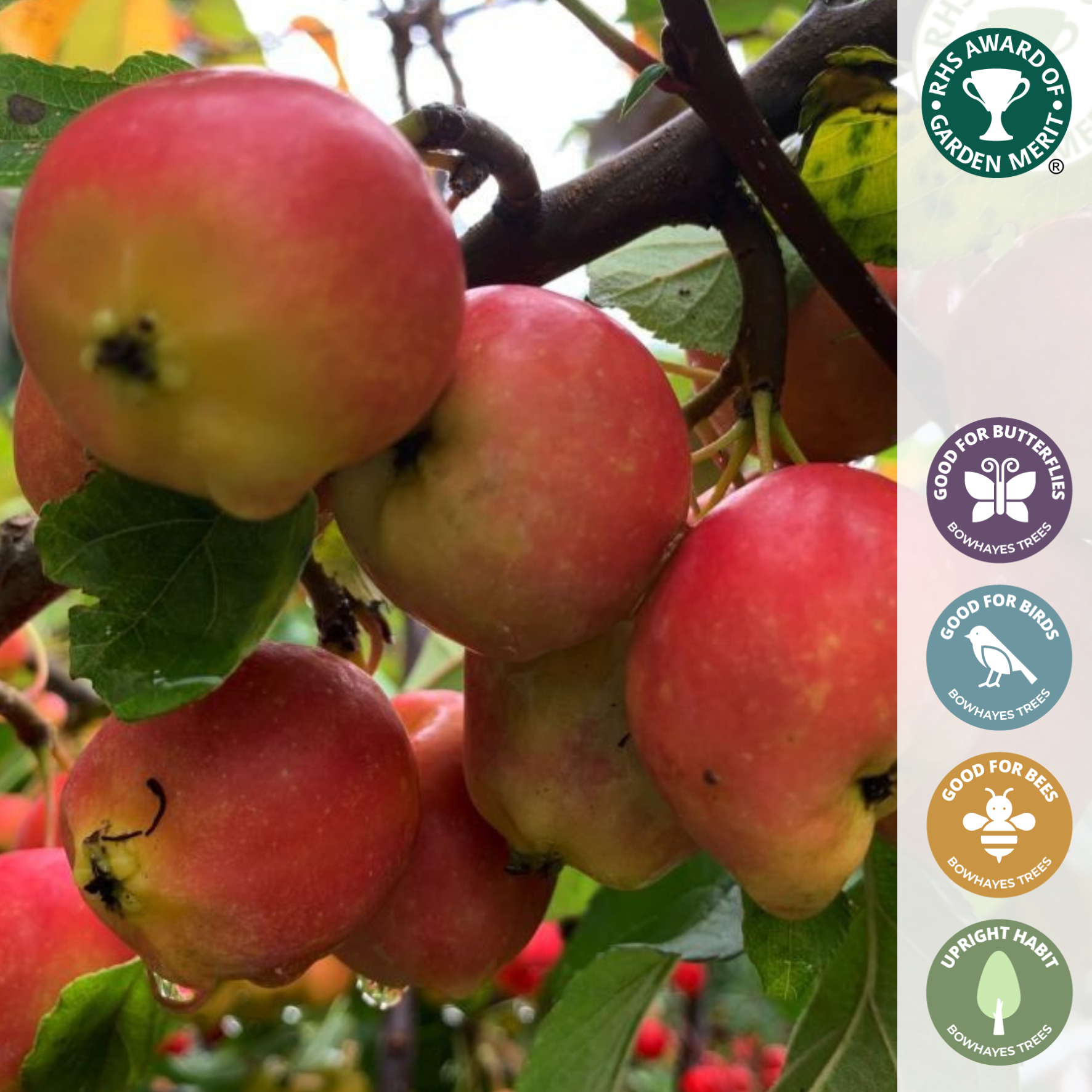 Malus 'Jelly King' | Crab Apple Tree