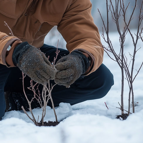 Planting in frost and snow