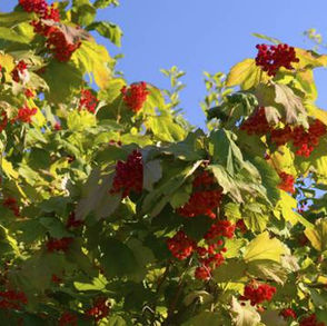 Transform your garden to a wildlife paradise