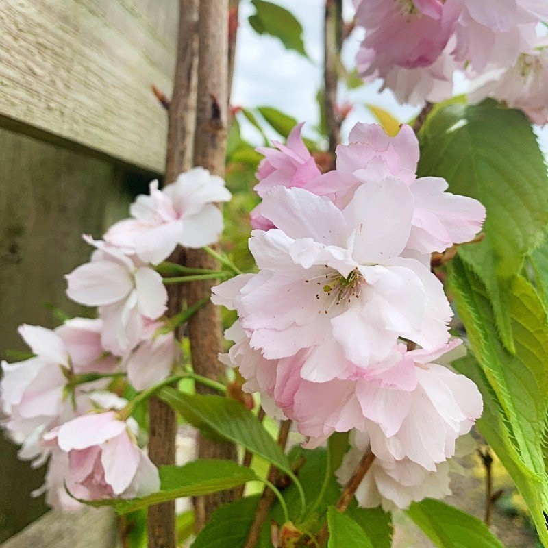 prunussurrulataamanagawauprightfloweringcherry