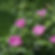 Rosa rugosa rubra (25 Pack) | Red Japanese Rose
