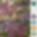Albizia julibrissin ‘Summer Chocolate®' | Silk Tree