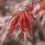 Thumbnail: Acer palmatum 'Tamukeyama' Japanese Maple