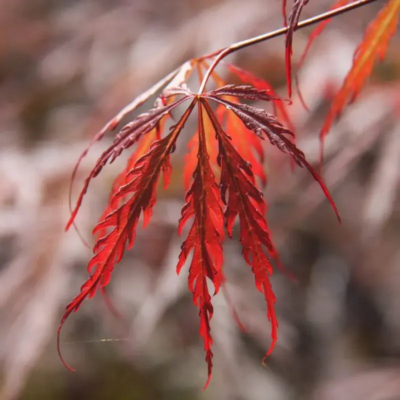 Acer palmatum 'Tamukeyama' Japanese Maple