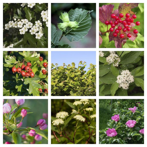 Horse Friendly Hedge Pack Bowhayes Trees