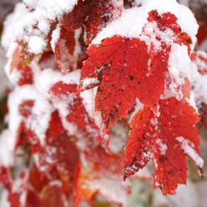 How to protect trees and hedging in ice and snow