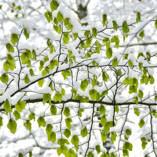 beech tree in the snow