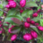 Malus 'Indian Magic' | Crab Apple Tree