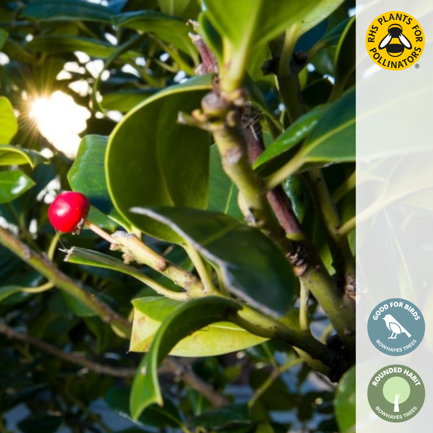 Ilex aquifolium 'Nellie R Stevens' | Holly Tree