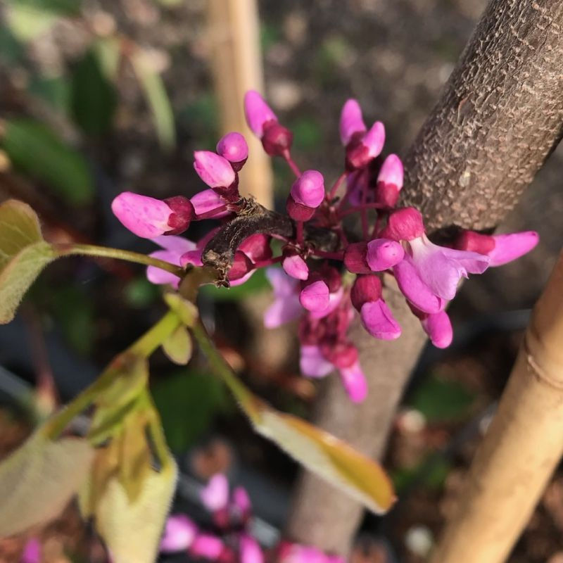 Thumbnail: Cercis canadensis 'Lavender Twist' | Redbud Tree