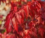 Acer ginnala 'Flame' _ Maple.webp