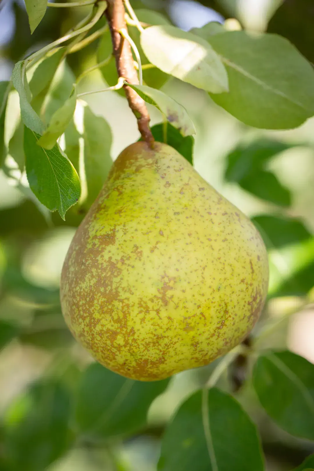 Pyrus 'Christie' | Pear