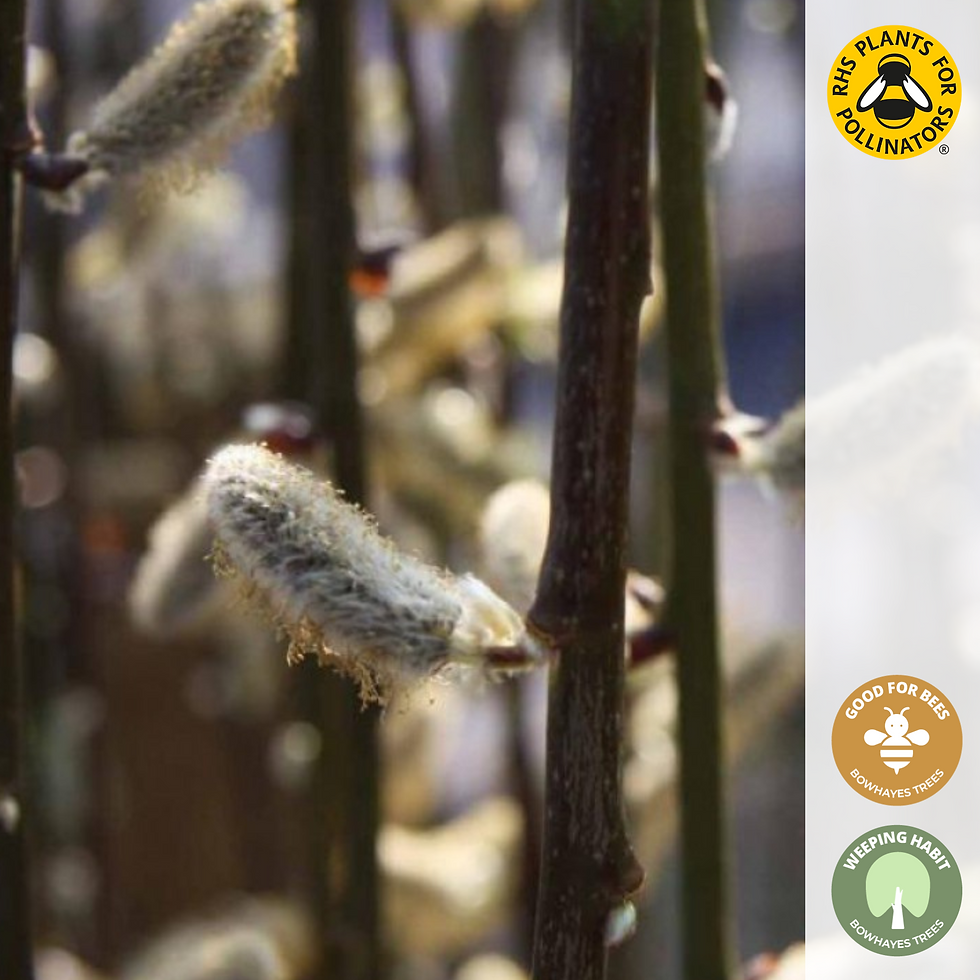 Thumbnail: Salix caprea 'Pendula' | Kilmarnock Willow Tree