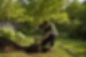 Can You Plant Trees in Summer in the UK