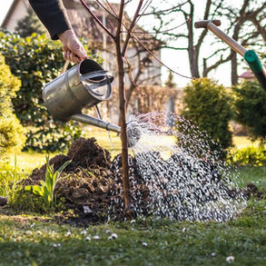 Watering newly planted trees in summer