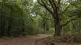 slim-woodlands-about-hero-british-woodland.webp