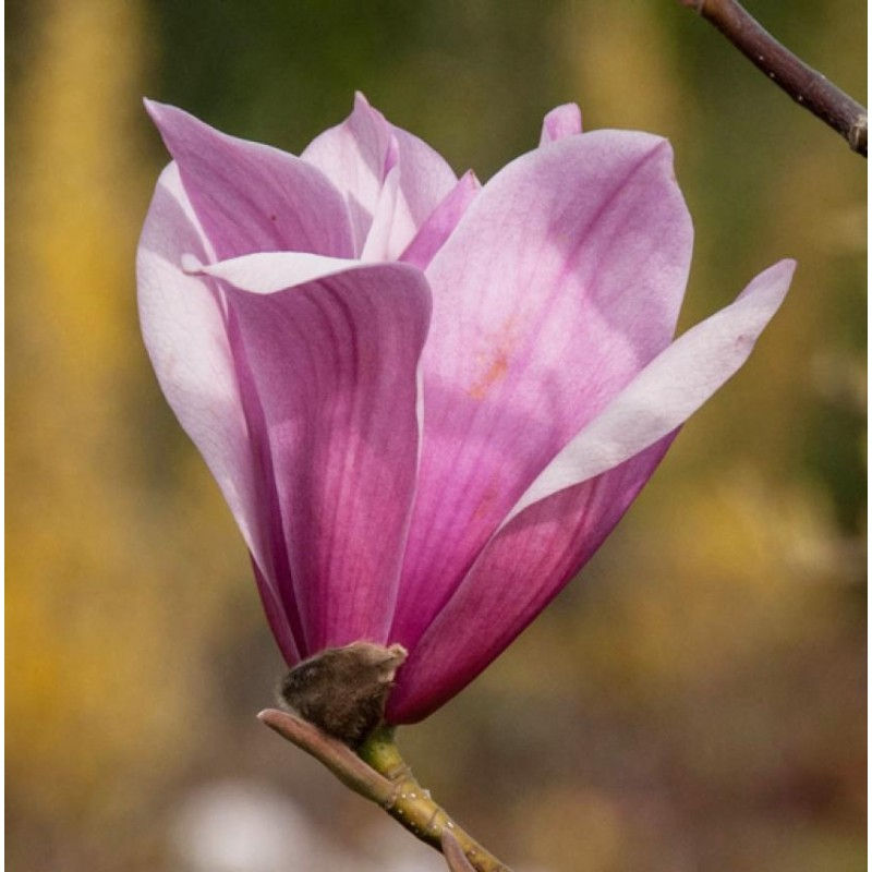 Thumbnail: Magnolia 'Spectrum' | Magnolia Tree