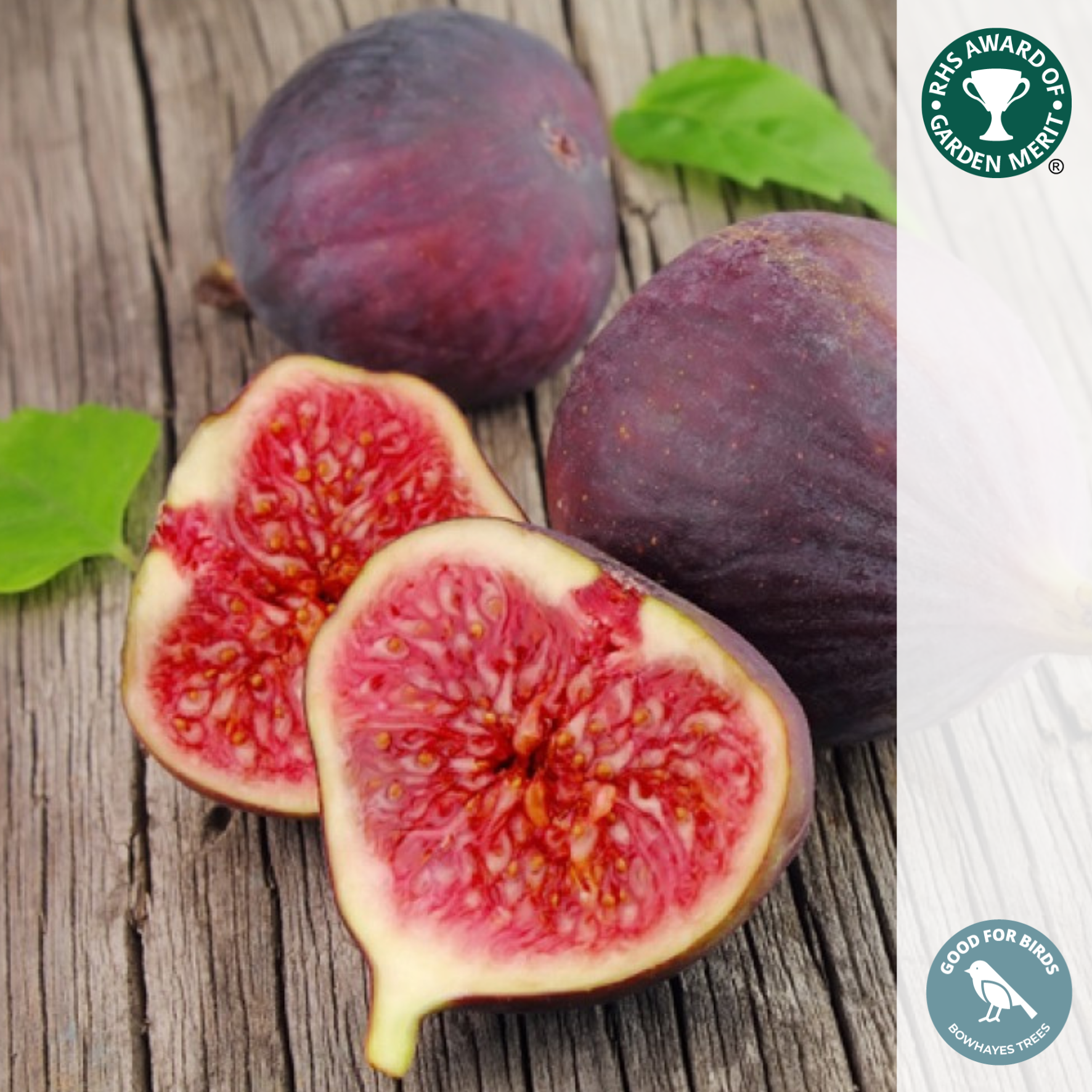 Ficus carica 'Brown Turkey' | Fig Tree