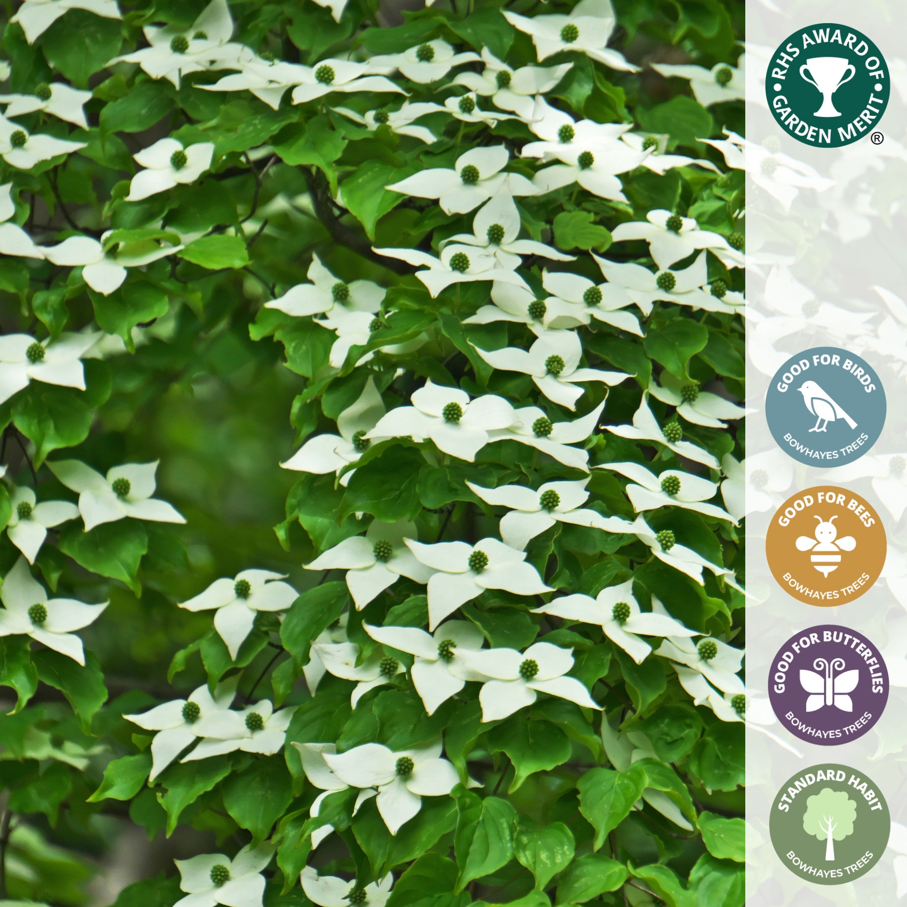 Cornus kousa 'China Girl' | Flowering Dogwood Tree