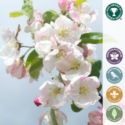 Malus 'Evereste' Crab Apple Tree Bare Root Bowhayes Trees