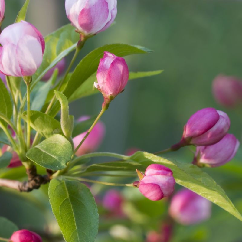 Thumbnail: Malus sylvestris (25 Pack) | Crab Apple