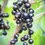 Thumbnail: Ribes nigrum 'Titania' | Blackcurrant
