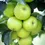 Прев'ю: Malus domestica 'Greensleeves' | Apple Tree