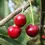 Miniature : Prunus avium 'Summer Sun' | Cherry Tree
