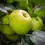 Thumbnail: Malus domestica 'Bountiful' | Apple Tree